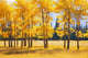 Trees In Autumn Wall Mural