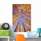 Tree Tops Wall Mural