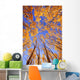 Tree Tops Wall Mural