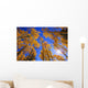 Upward View Of Trees In Autumn Wall Mural