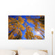 Upward View Of Trees In Autumn Wall Mural