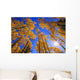 Upward View Of Trees In Autumn Wall Mural