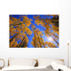 Upward View Of Trees In Autumn Wall Mural