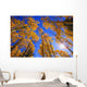 Upward View Of Trees In Autumn Wall Mural
