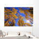Upward View Of Trees In Autumn Wall Mural