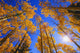 Upward View Of Trees In Autumn Wall Mural