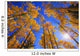 Upward View Of Trees In Autumn Wall Mural