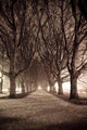 Dark Park Alley Wall Decal