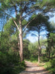 Foret Pins Wall Decal Design 2
