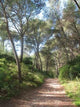 Foret Pins Wall Mural