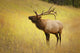 Elk, Jasper, Alberta, Canada Wall Mural