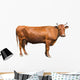 Brown Cow Wall Decal