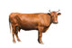 Brown Cow Wall Decal