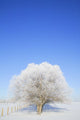 Frosty Trees Wall Mural