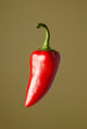 Red Chili Pepper Wall Mural