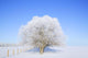 Trees In Winter Wall Mural