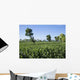 Tobacco Plantation Madura Island Wall Decal Design 2