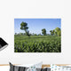 Tobacco Plantation Madura Island Wall Mural
