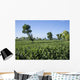 Tobacco Plantation Madura Island Wall Mural