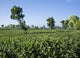 Tobacco Plantation Madura Island Wall Mural