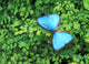 Blue Butterfly On A Plant Wall Mural