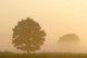 Silhouette Tree Misty Field Wall Mural