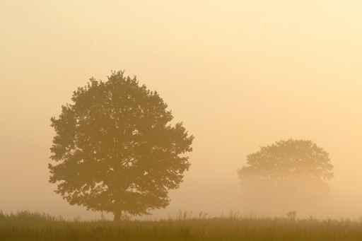 Silhouette Tree Misty Field Wall Decal Design 2