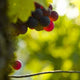 Vignoble 3 Wall Decal
