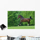 Stechtrab Wall Mural