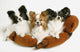 Three Dogs Wall Mural