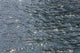 Evening Sea Water Surface