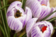 Bee On Crocus Wall Mural
