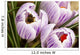 Bee On Crocus Wall Mural