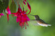 Hummingbird Wall Mural