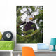 A Bald Eagle Wall Mural