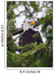 A Bald Eagle Wall Mural