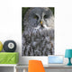 An Owl Wall Mural