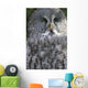 An Owl Wall Mural