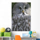 An Owl Wall Mural