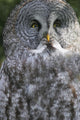 An Owl Wall Mural