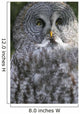 An Owl Wall Mural