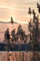 Evening Lake 09 Wall Mural