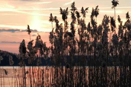 Evening Lake Wall Decal Design 2