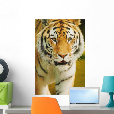 Tiger Wall Mural shown on a wall