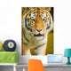 A Tiger Wall Mural