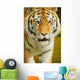 A Tiger Wall Mural