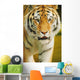 A Tiger Wall Mural