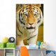 A Tiger Wall Mural