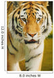 A Tiger Wall Mural
