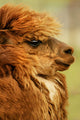 Profile Of A Camelid Wall Mural
